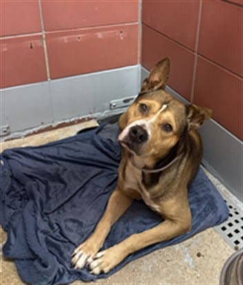 Photo of Martin, adoptable Staffordshire Bull Terrier mix in Houston, Texas