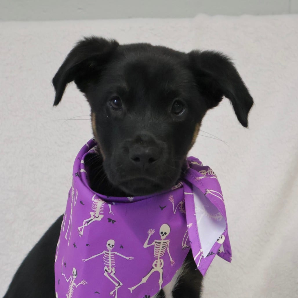 Photo of Toucan, adoptable Mixed Breed (Medium) in Brookfield, Wisconsin