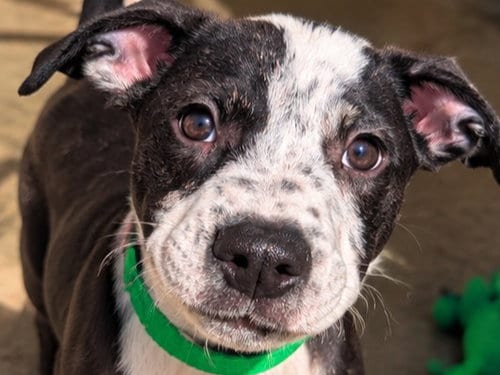 Photo of Jakk, adoptable Australian Cattle Dog/Blue Heeler in Redwood City, California