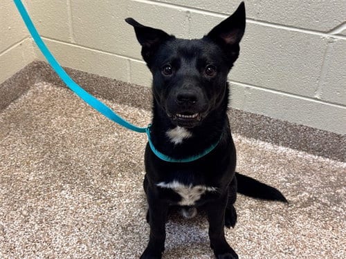 Photo of Timmitt, adoptable Labrador Retriever in Pueblo, Colorado