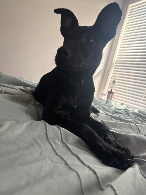 Photo of oliver2, adoptable Labrador Retriever in Palatine/Kildeer/Buffalo grove, Illinois