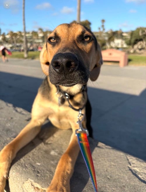 Photo of Jordie, adoptable Shepherd in San Diego, California
