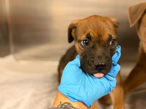 Photo of Minnie, adoptable Labrador Retriever in Miami, Florida