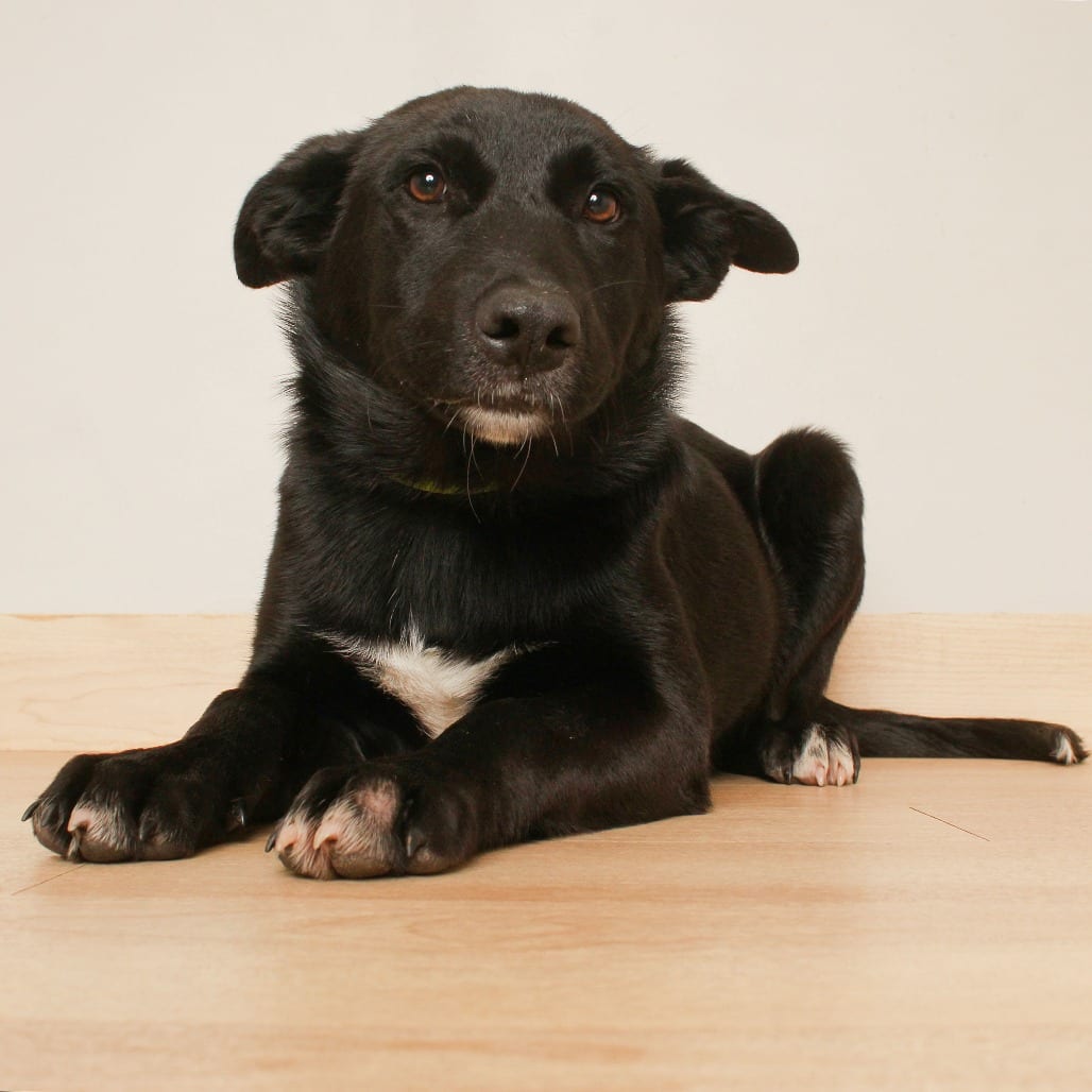 Photo of Hilo D71126, adoptable Shepherd, Dutch / Shepherd, German in Minnesota, Minnesota