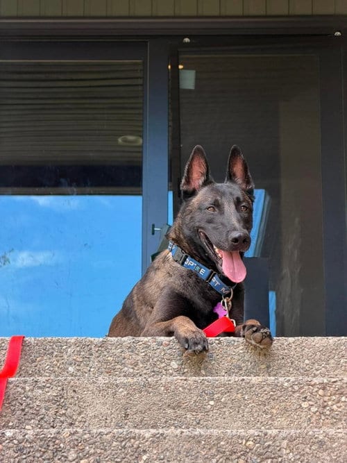Photo of Graco- located in Idaho, adoptable Belgian Shepherd Malinois in Imlay City, Michigan