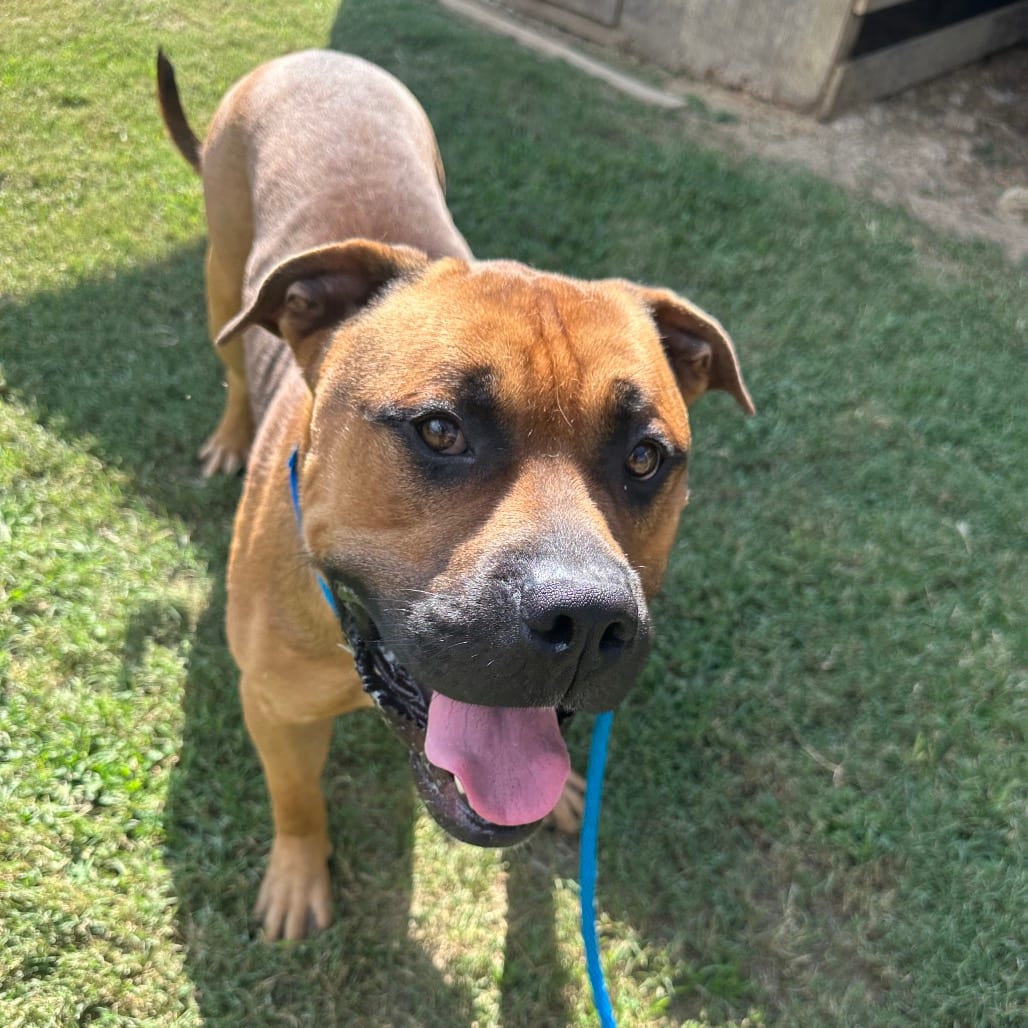 Photo of Sandlot, adoptable Mixed Breed (Large) in Chattanooga, Tennessee