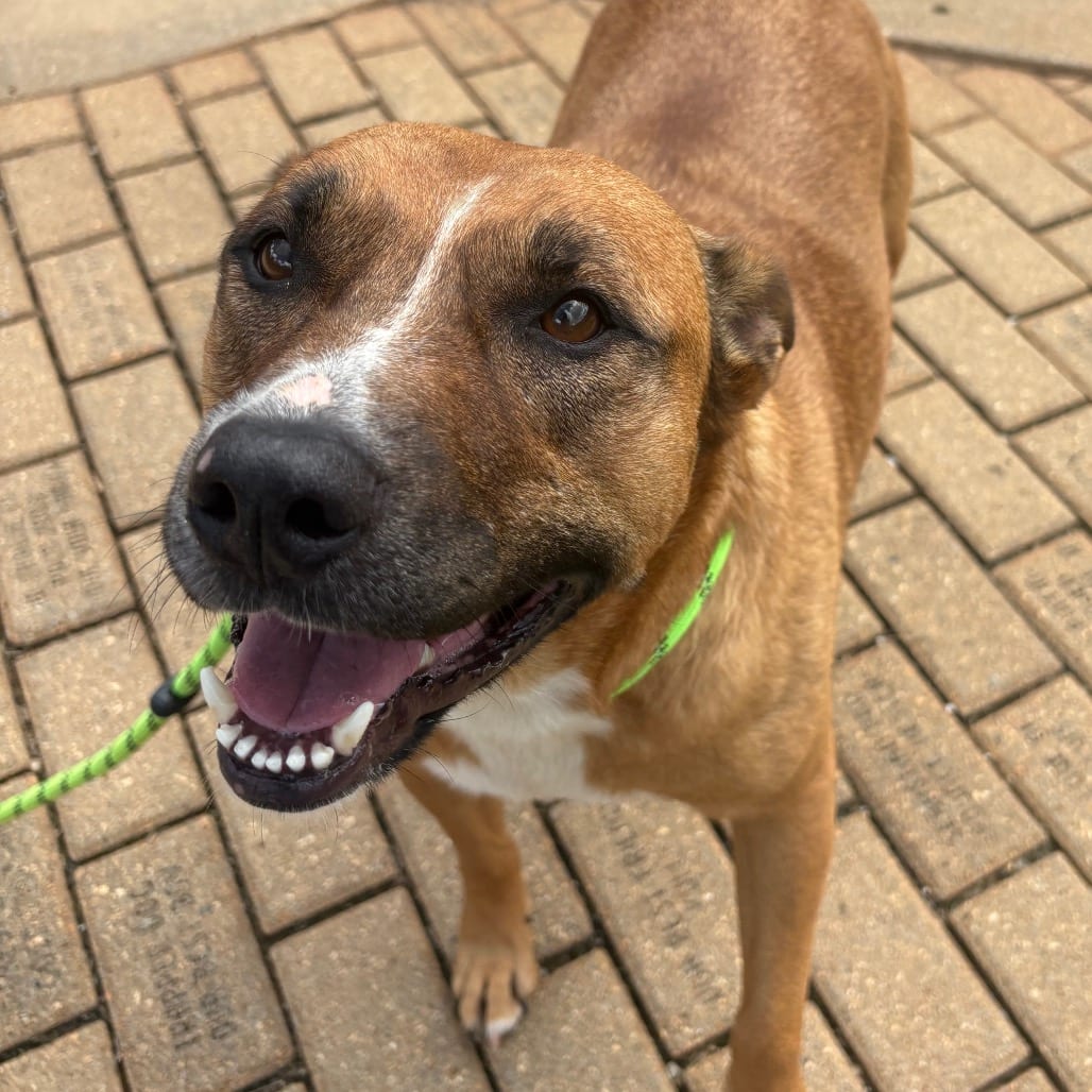 Photo of Duckie, adoptable Mixed Breed (Large) in Spartanburg, South Carolina