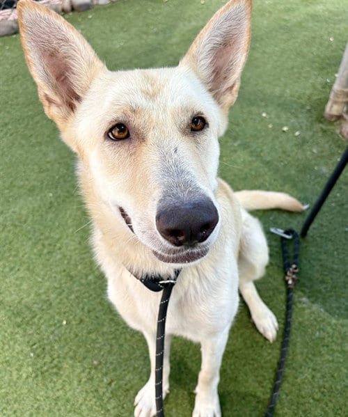 Photo of Fiona, adoptable Husky in Phoenix, Arizona