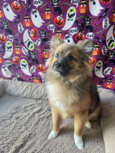 Photo of Maisy, adoptable Pomeranian in Chatsworth, California