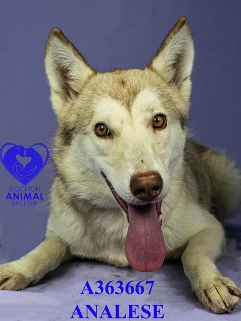 Photo of Analese, adoptable Siberian Husky in Stockton, California