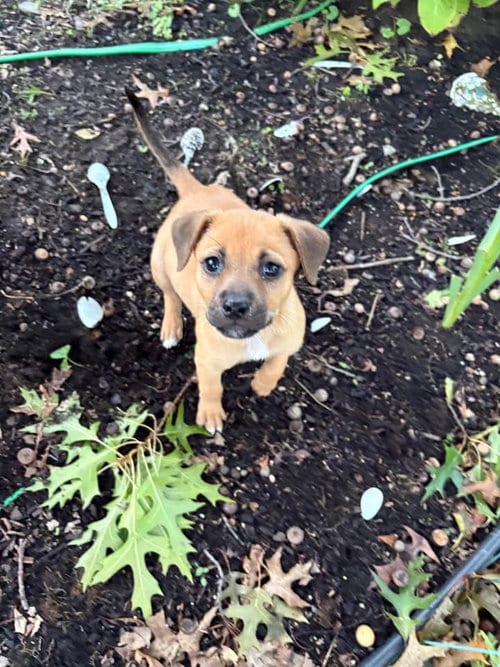 Photo of Butterscotch, adoptable Terrier in Berlin, New Jersey