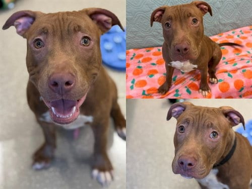 Photo of Red, adoptable Pit Bull Terrier in Fort Wayne, Indiana