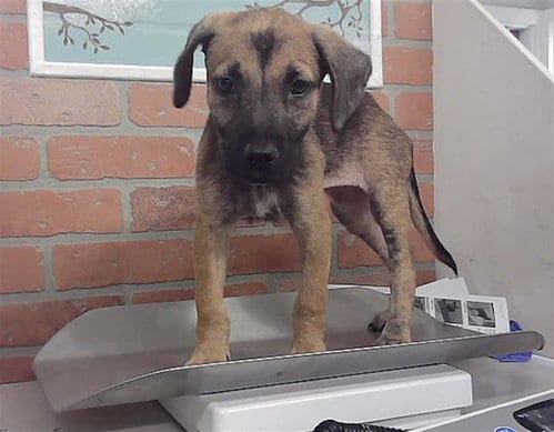 Photo of Harvest, adoptable German Shepherd Dog in Houston, Texas