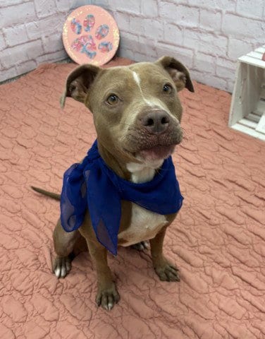 Photo of Cibo, adoptable Pit Bull Terrier in Detroit, Michigan