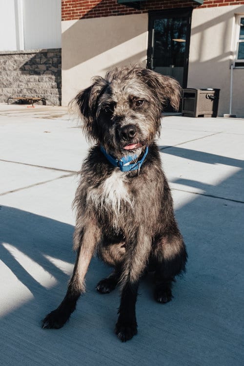 Photo of Biscotti, adoptable Labrador Retriever in Lancaster, Pennsylvania