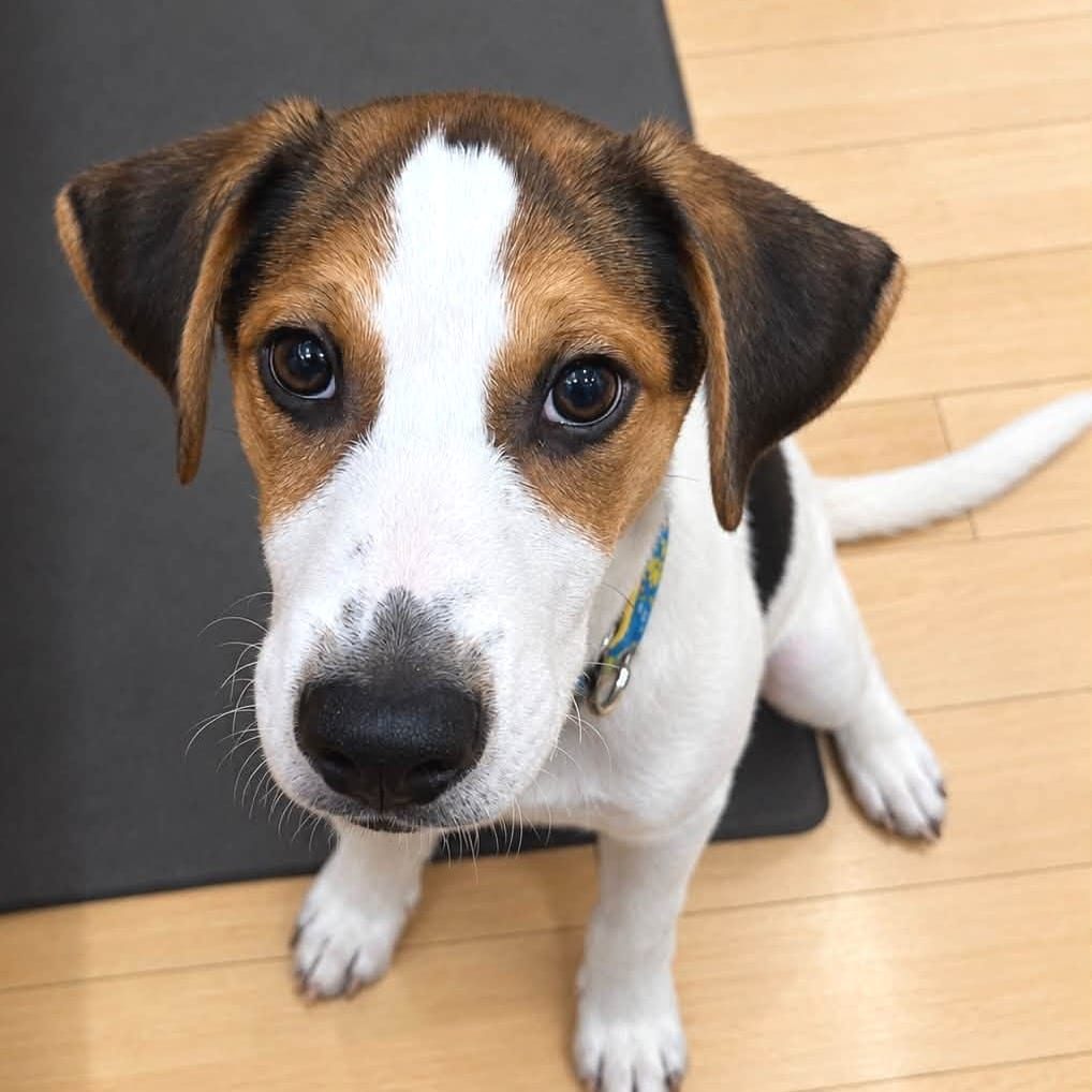 Photo of Hunter, adoptable Mixed Breed (Small) in West Olive, Michigan