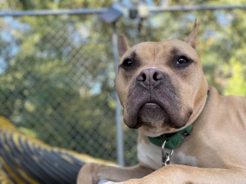Photo of Angelo, adoptable American Pit Bull Terrier in Sayreville, NJ, New Jersey