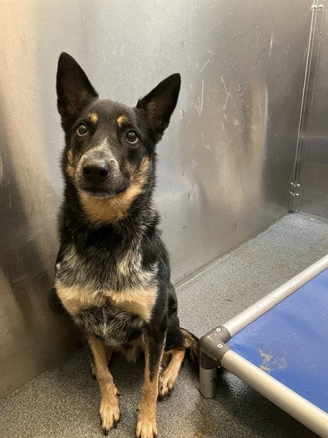 Photo of Ranger, adoptable Australian Cattle Dog/Blue Heeler in Dallas, Texas