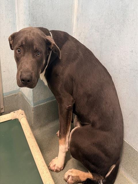 Photo of Herzog, adoptable Pit Bull Terrier in Baldwin Park, California