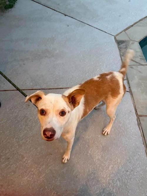 Photo of Pongo, adoptable American Pit Bull Terrier in Dallas, Texas