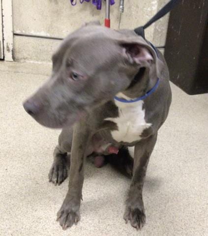 Photo of Tito, adoptable Pit Bull Terrier in Riverside, California