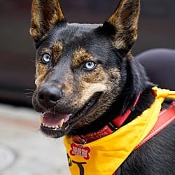Photo of Skye, adoptable Catahoula Leopard Dog Mixed Breed (Medium) in Washington, District of Columbia