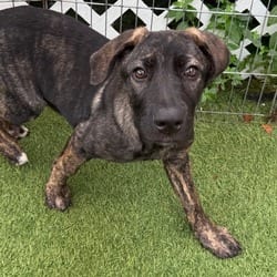Photo of Glimmer 5818, adoptable Cane Corso German Shepherd Dog in Loxahatchee, Florida