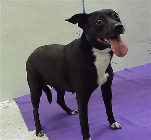 Photo of Penny, adoptable Rat Terrier in Houston, Texas