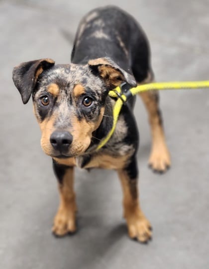 Photo of Hazelnut, adoptable dog in Farmington, New Mexico