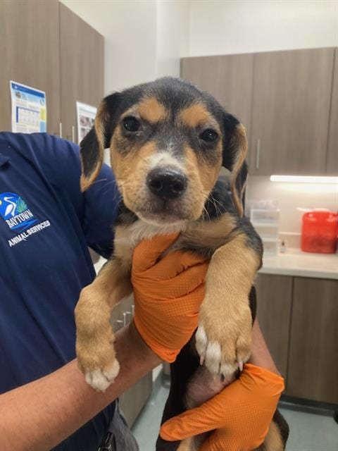 Photo of Rio, adoptable Beagle in Baytown, Texas