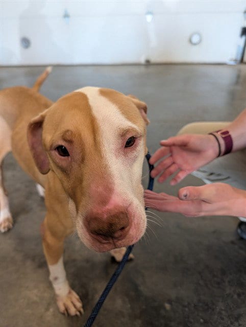 Photo of Penelope, adoptable American Staffordshire Terrier in Lee's Summit, Missouri