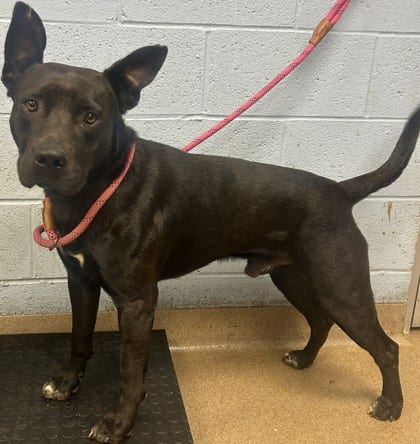 Photo of Chopper, adoptable dog in Chamblee, Georgia