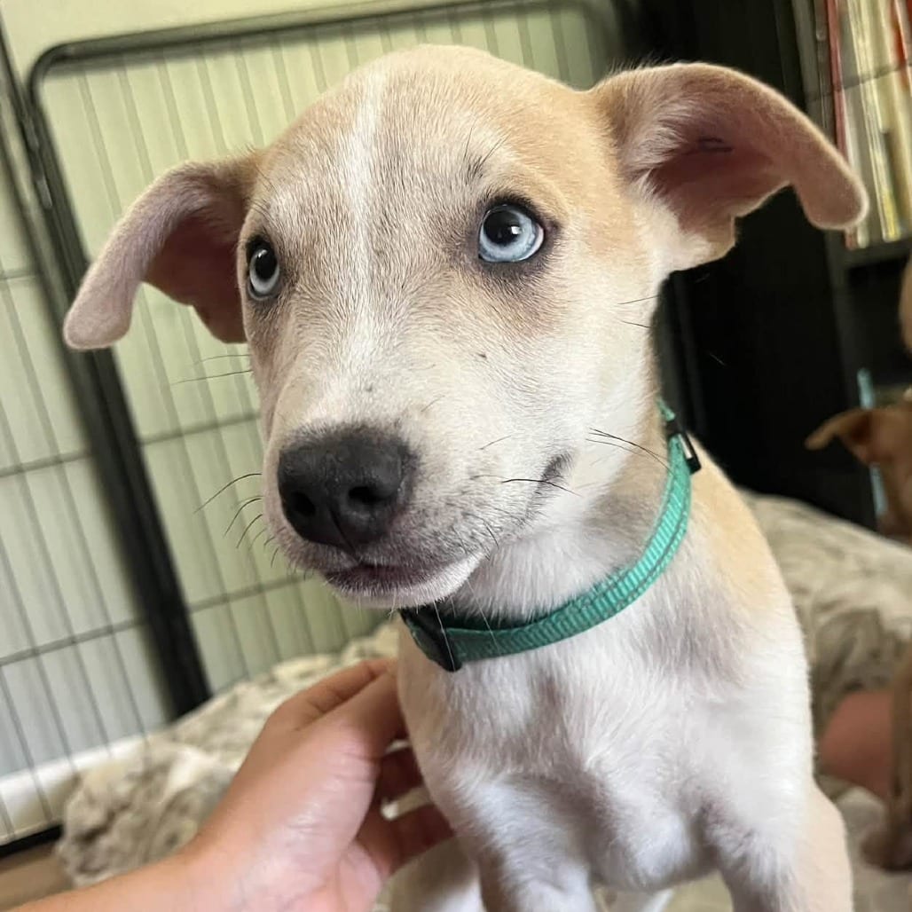 Photo of Shae, adoptable Mixed Breed (Medium) in West Olive, Michigan