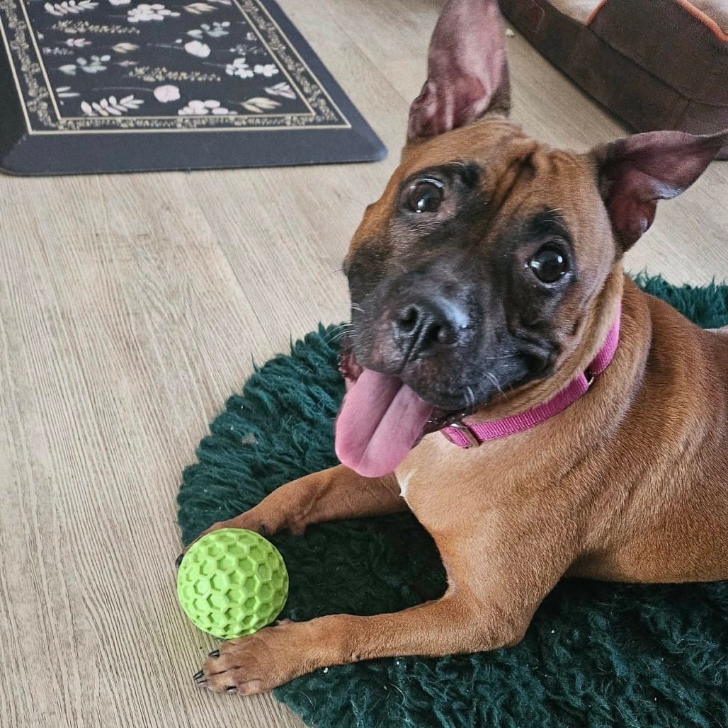 Photo of Twindle, adoptable Mixed Breed (Medium) in Whitestone, New York