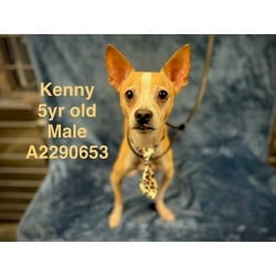 Photo of Kenny, adoptable Chihuahua in Chatsworth, California