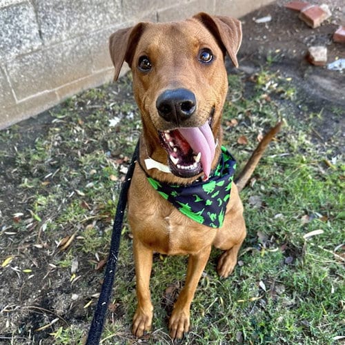 Photo of Benji, adoptable Doberman Pinscher in Mesa, Arizona