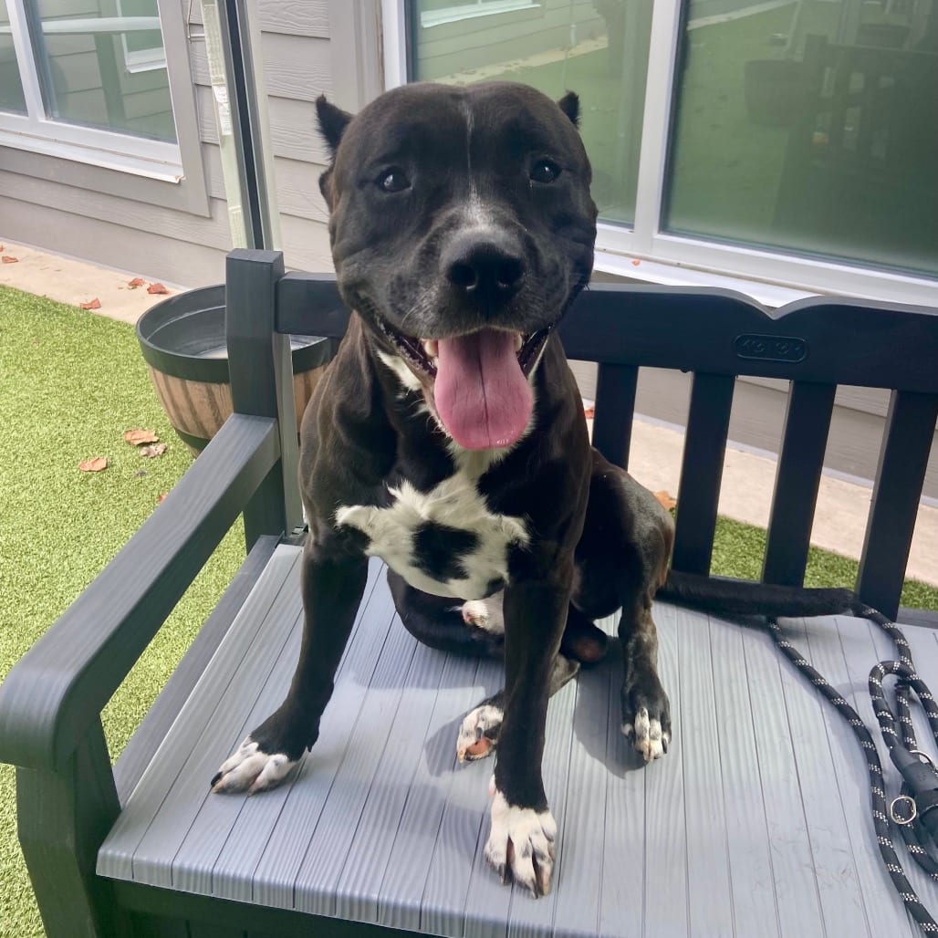 Photo of Kross, adoptable Terrier, American Staffordshire in Greensboro, North Carolina