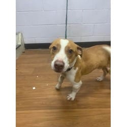 Photo of Eddie, adoptable Dachshund in Baton Rouge, Louisiana