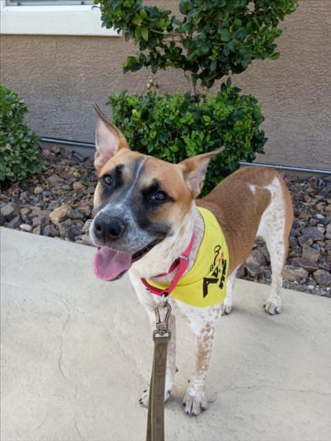Photo of Miranda, adoptable Australian Cattle Dog/Blue Heeler in Las Vegas, Nevada