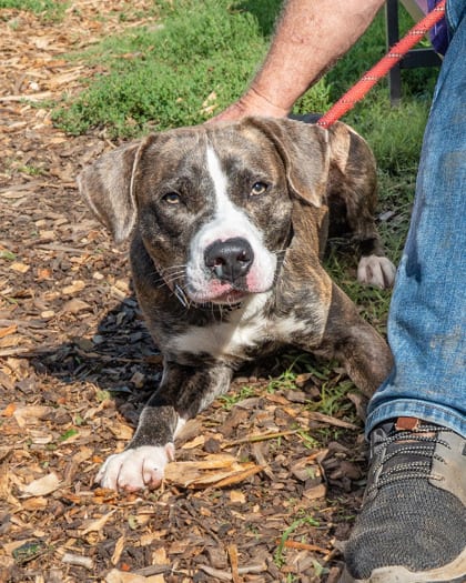 Photo of Agostino Rocchi, adoptable dog in Chamblee, Georgia