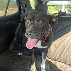 Photo of Fluffy, adoptable American Bulldog in Liberty, South Carolina