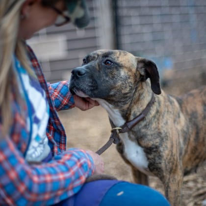Photo of Brina- IN FOSTER, adoptable dog in Chamblee, Georgia