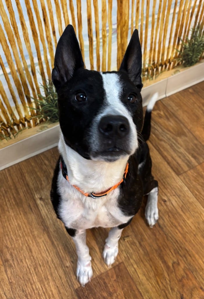 Photo of Diesel, adoptable Mixed Breed in Ocala, Florida