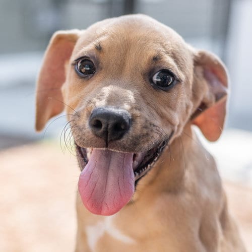 Photo of Carrot, adoptable Terrier in Hilton Head, South Carolina