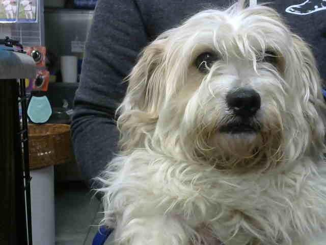 Photo of Ping Pong, adoptable Maltese and Poodle - Standard in Chicago Ridge, Illinois