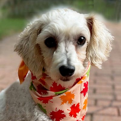 Photo of Barnaby, adoptable Maltese in Arlington, Virginia