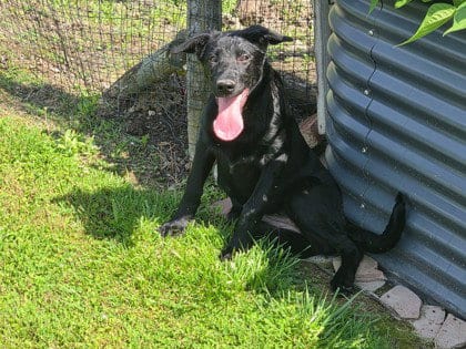 Photo of Bessie's Baked Beans, adoptable Labrador Retriever in Sullivan, Indiana