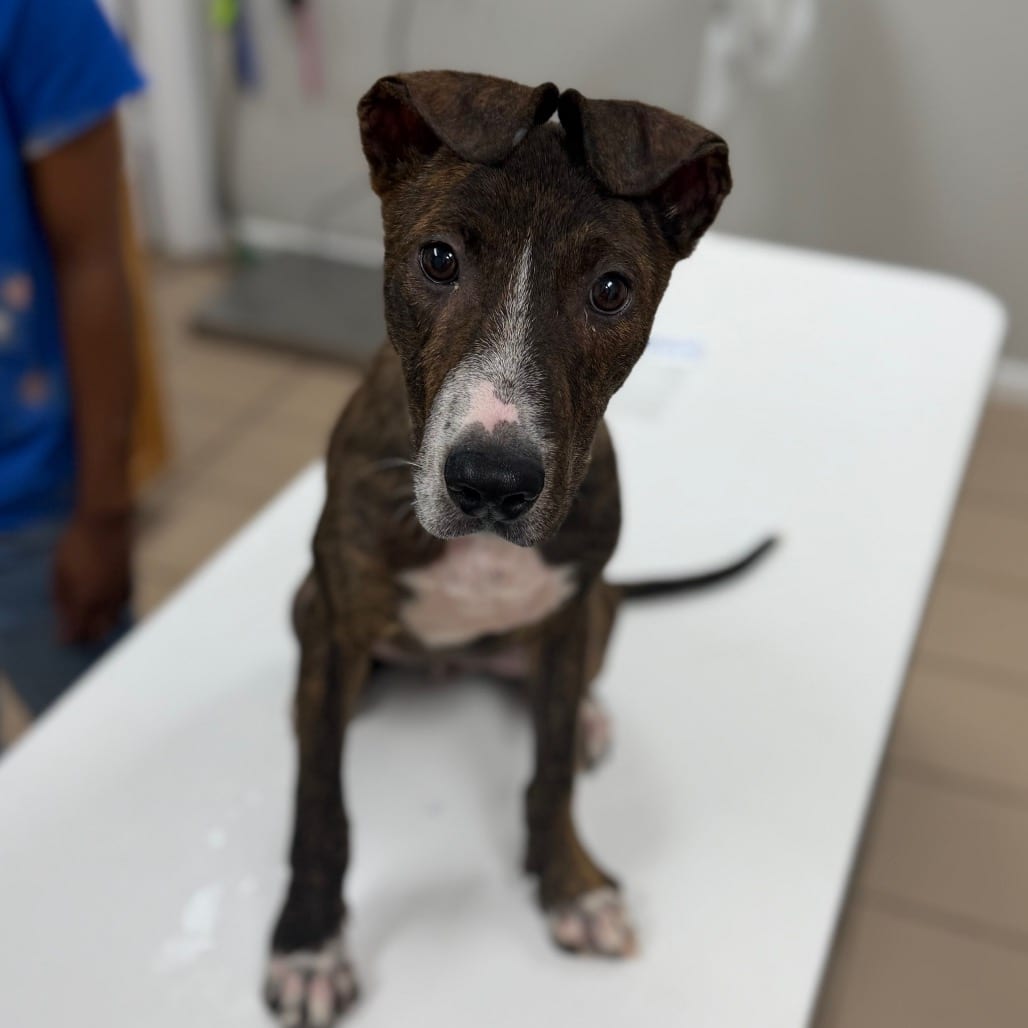 Photo of Cashew, adoptable Terrier, Pit Bull in Starkville, Mississippi