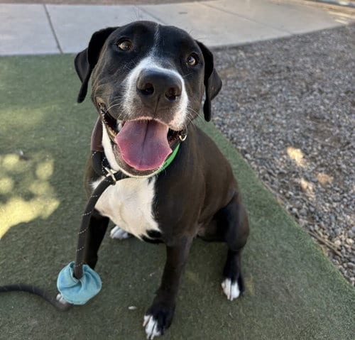 Photo of Muffin, adoptable American Pit Bull Terrier in Phoenix, Arizona