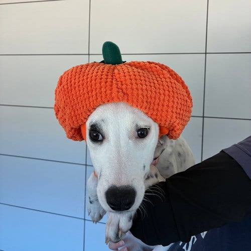 Photo of Zero, adoptable Unknown breed in Rancho Santa Fe, California